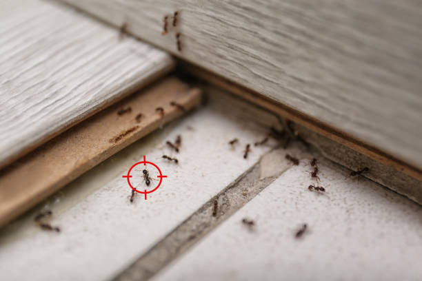 Best Pest Prevention Services  in Astia, OR