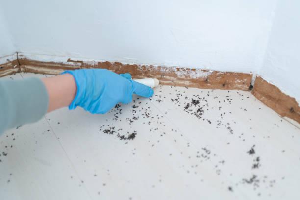 Best Pest Removal Services  in Astia, OR